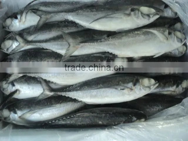 Frozen Horse mackerel