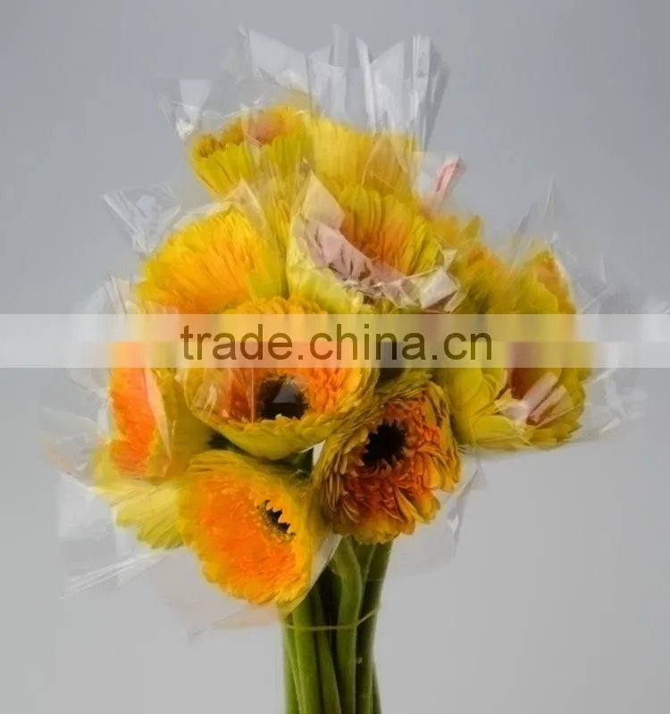 Fresh Champagne flowers of gerbera