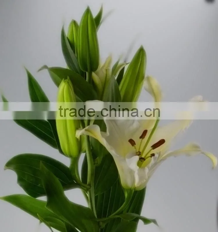 Best quality Siberia long stem white color lily