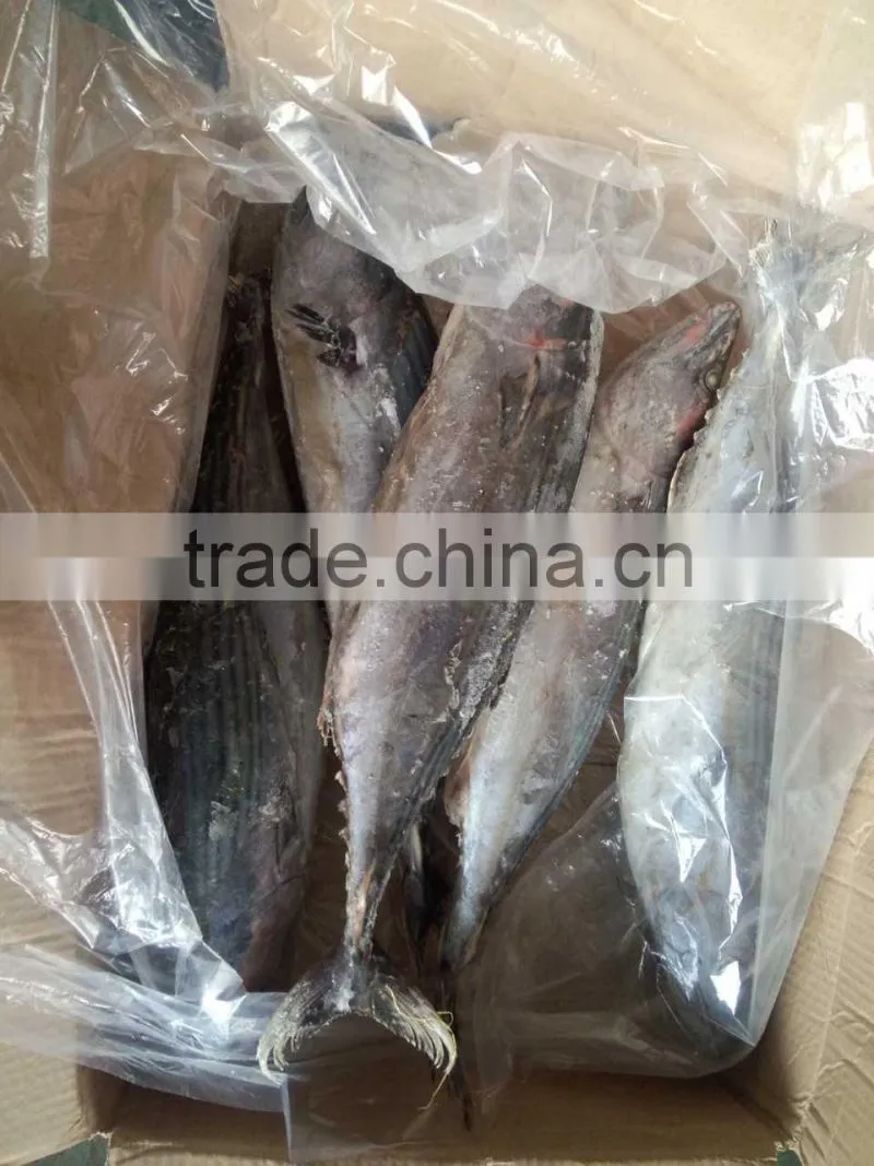 frozen bonito(Sarda Orientalis) 2kg+/pc