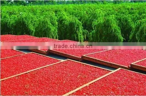 100% natural goji berry Chinese berry goji ningxia wolfberry