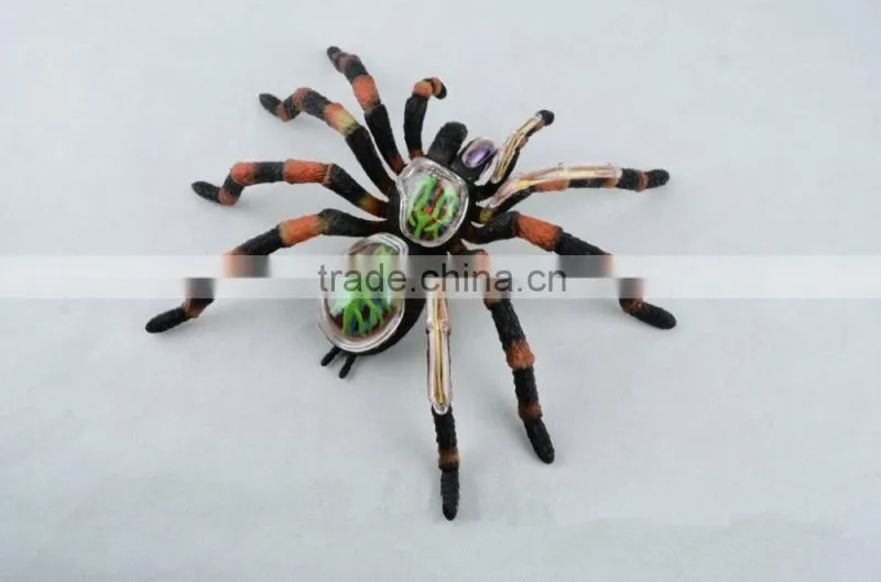 V-AM011 4D MASTER Spider specimen skeleton anatomical model with organ