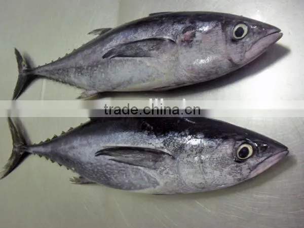 frozen big eye tuna fish export