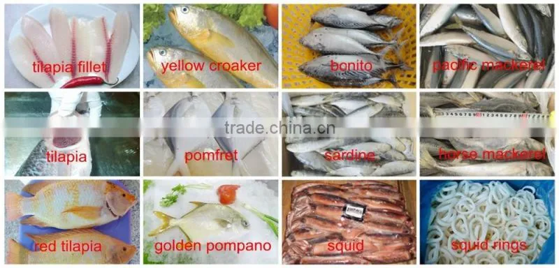 bulk tilapia fillet for tilapia buyer