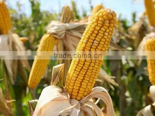 UKRAINIAN CORN