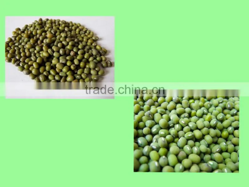 High quality green mung bean for sale