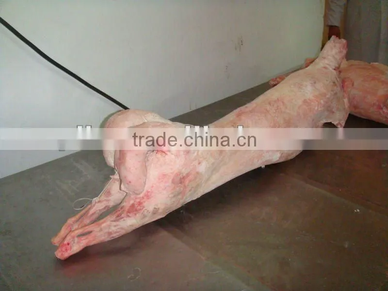 frozen mutton carcass