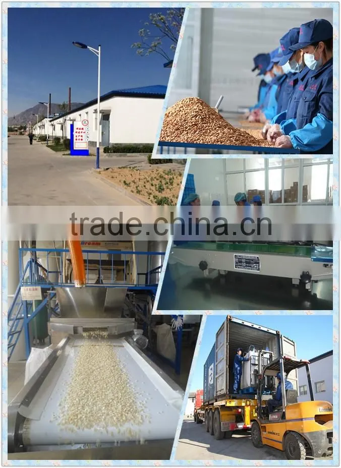 wholesale price roasted apricot kernel