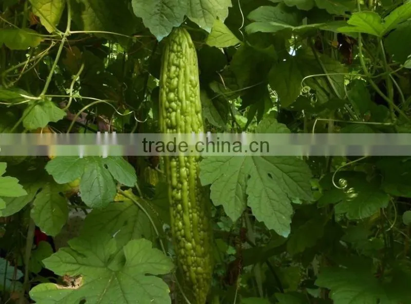 Chitosan Fungicide liquid bio fertilizer
