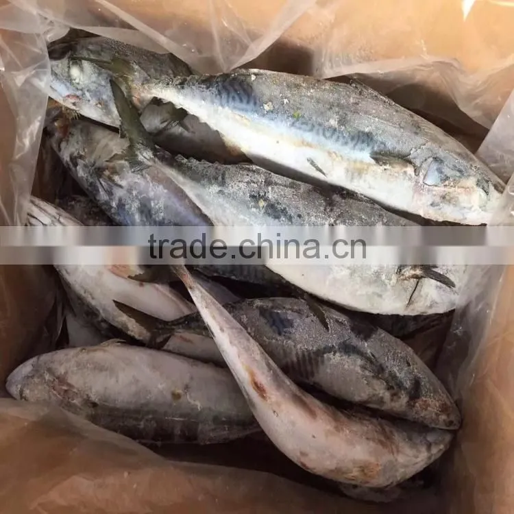 frozen mackerel scomber japonicus fish mackerel 300-500G seafrozen for sale