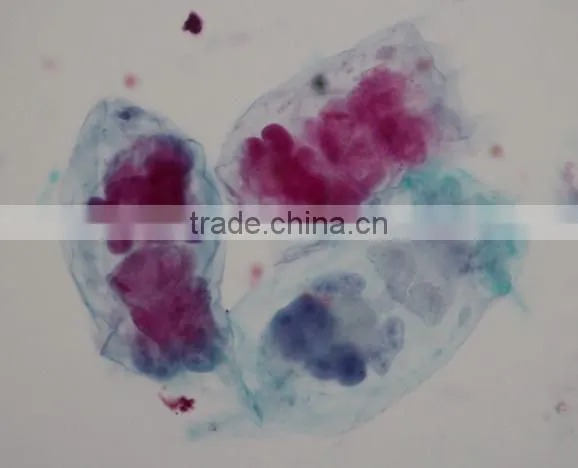Daphnia Algae slides for education medical science study