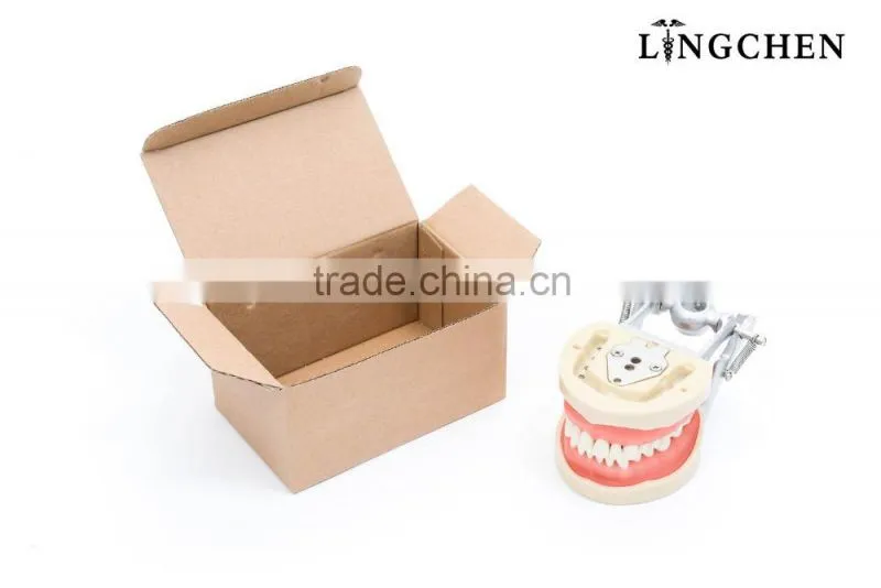 Hot Sell dental teeth and jaw study/dental artificial teeth