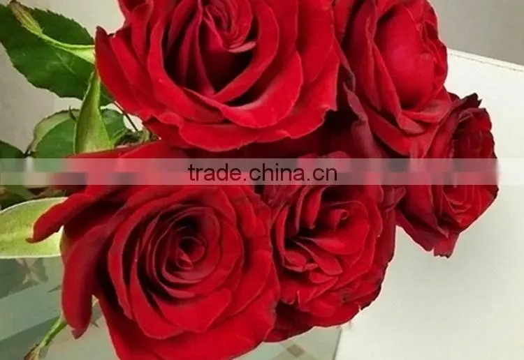 Gift Best-Selling black magic red fresh cut rose flower