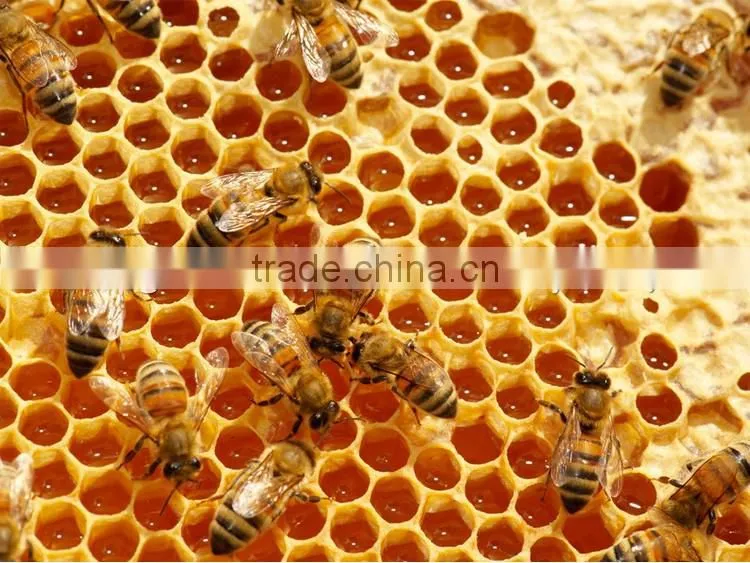 Beehive manufacturers supply wooden beehive, plastic beehive