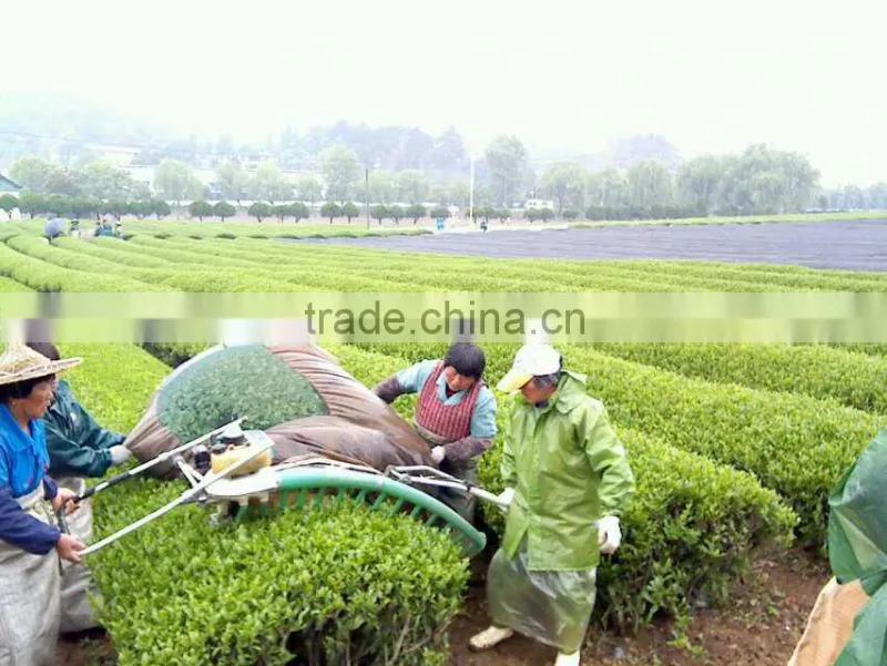 Liu An Gua Pian Green Tea Chinese greenTea