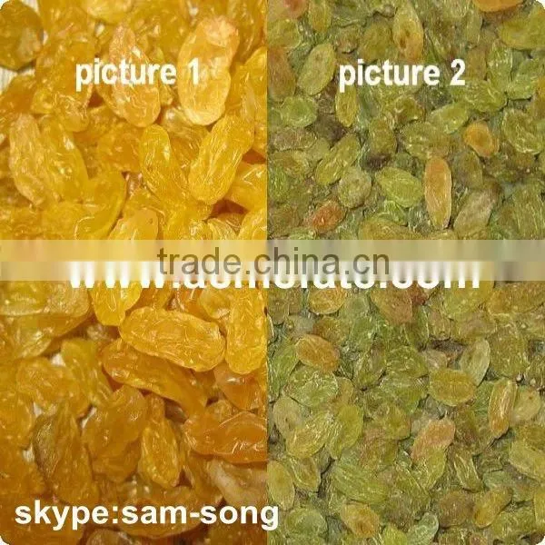 Big Size Sweet Green Raisin Hot Sale