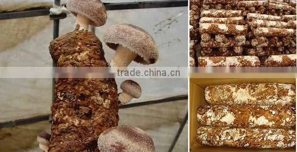 oyster mushroom spawn/mushroom logs