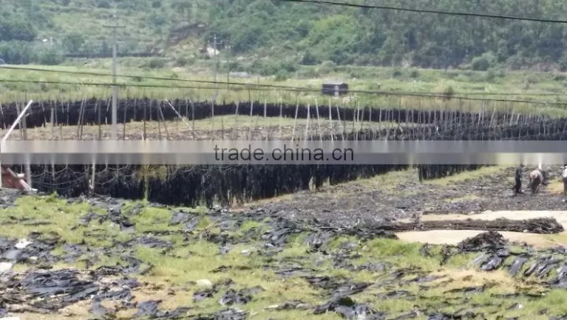 Comestic Usage Green Color Dried Whole Plant Part Kelp Seaweed Sheet