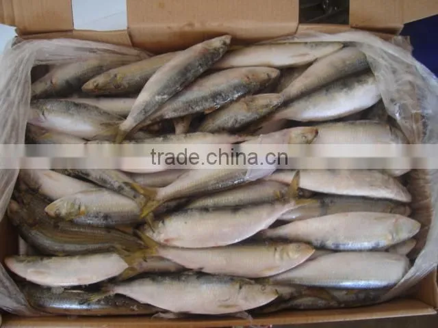 frozen sardine for bait