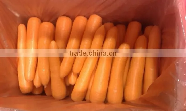 wholesale Chinese fresh carrots with high quality and good price