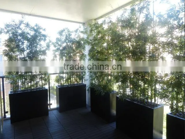 Lucky bamboos