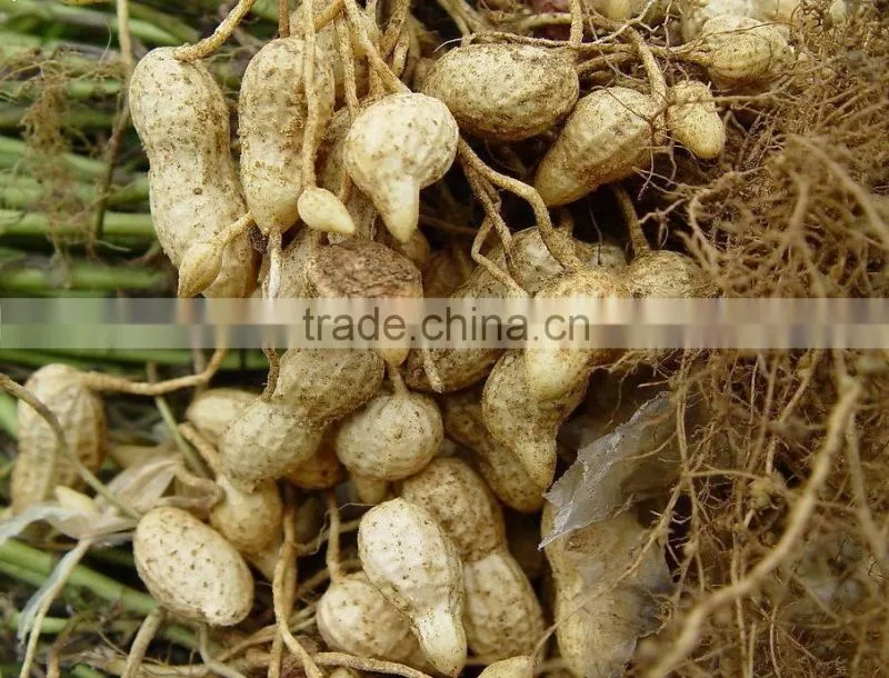 Best quality peanuts in shell 30kg or 50kg /bag for sale with lowest price