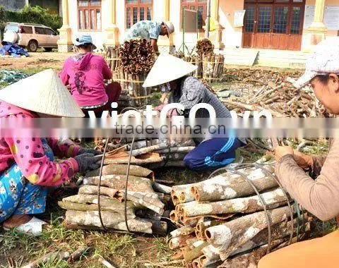 Broken Cassia With Best Price, hight quality