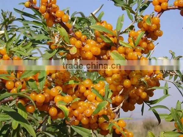 Seabuckthorn fruit oil capsules with good price