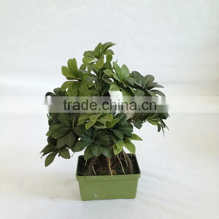 artificial bonsai pittosporum plants
