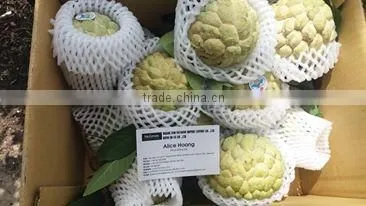 Custard Apple Fruit from Viet Nam