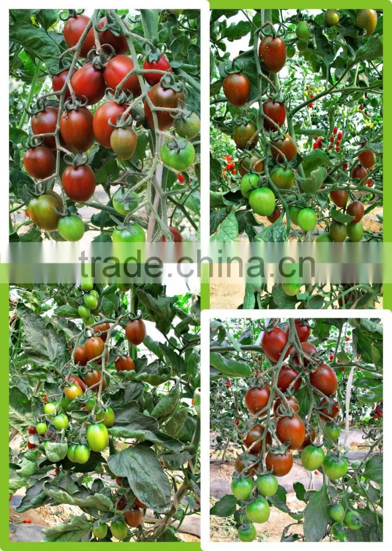 Hybrid purple cherry tomato seeds for growing-Purple 101