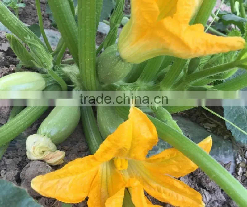 SQ16 Cuty very early maturity baby pick hybrid squash seeds
