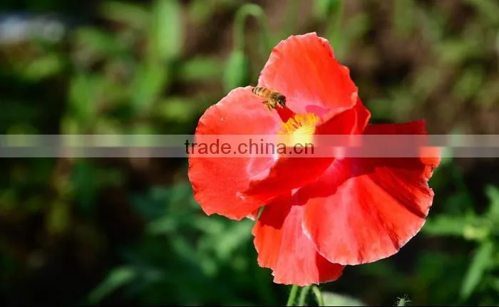 careful selected pure papaver bee pollen