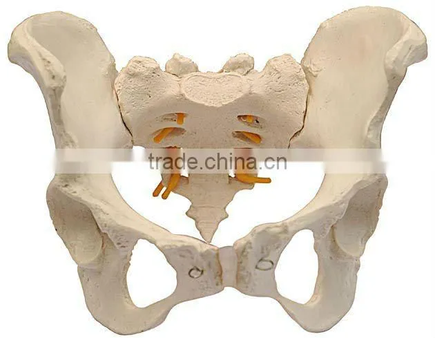 Model of Adult Female/Male Pelvis