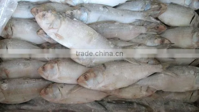 FRESH FROZEN SARDINE FISH OF ALO SEAFOOD