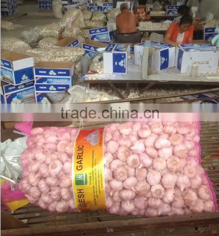 fresh normal white garlic in 10kg mesh bag