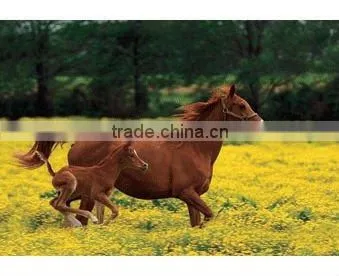 3d Lenticular decoration picture