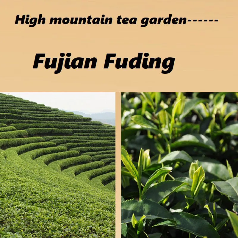 高山茶园2.jpg