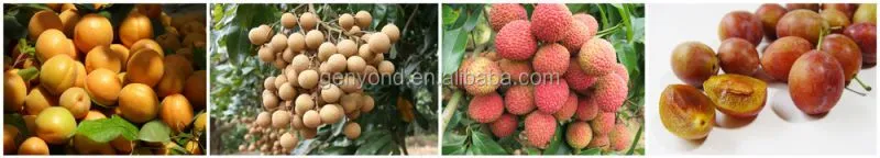 Jujube Sorting Machine Date Grading Machine