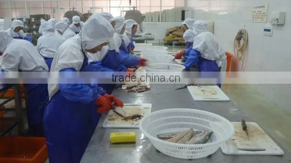 Frozen IQF Spanish Mackerel Fillet IQF Scomberomorus Niphonius King Fish Fillet
