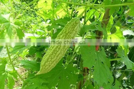 GMP hot sale natural bitter melon extract Acne clearing fire