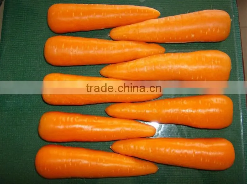 Carrot Price Carrot Farm Carrot Exporter 2016 best quality