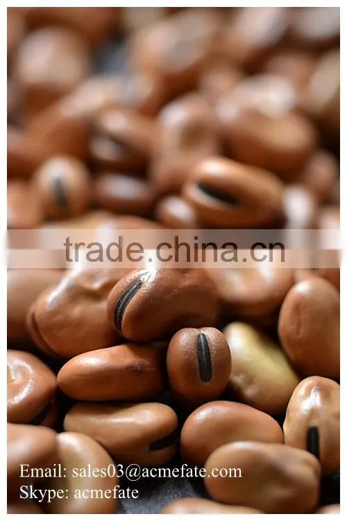 Good Quality Dry Broad Bean/fava grain crop/pulses