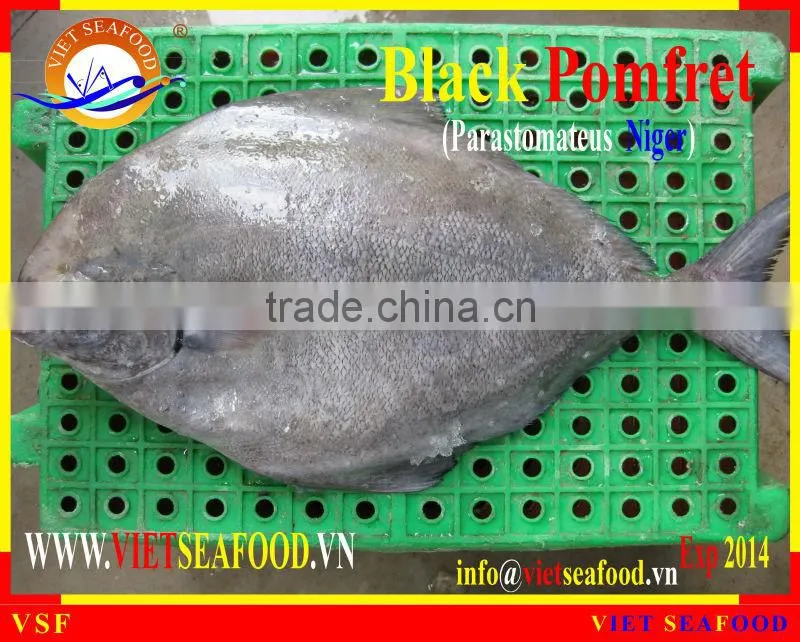 FROZEN BLACK POMFRET WHOLE ROUND