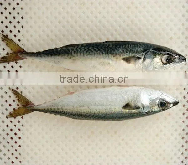 frozen pacific mackerel fish