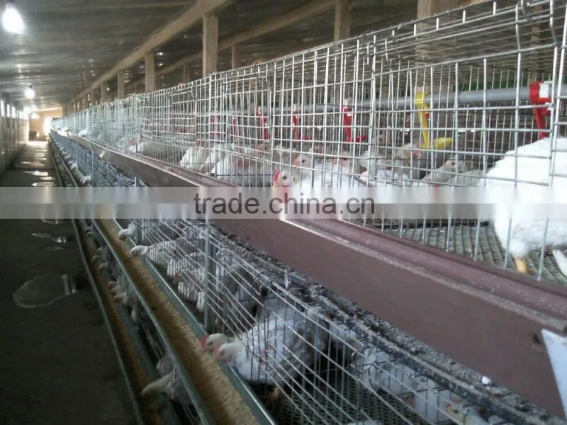 Bracket plastic animal floor for poultry rasing