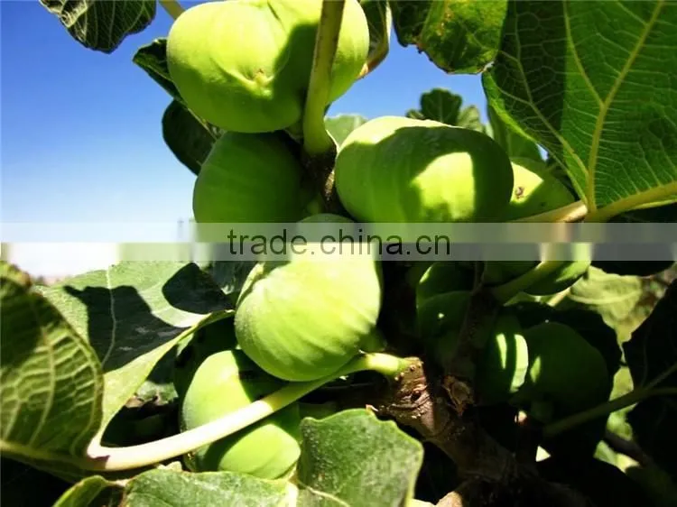 Fig & Ficus carica seedling