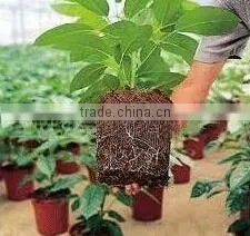 100% Non-asbestos Density 80kg/m3 Cheap Rockwool Cubes for Hydroponic Agriculture