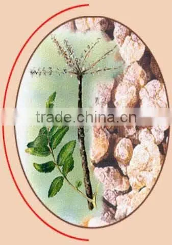 No. 1 Quality of Olibanum Oil / Olibanum Essential Oil / Bulk Olibanum Oil