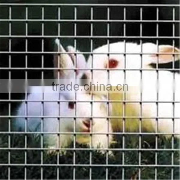 China newly design in the market animal bird metal pet cage